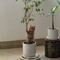 بچه گربه گارفیلدی