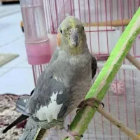 عروس هلندی|پرنده|سهند, |دیوار