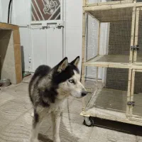 سگ هاسکی آموزش دیده