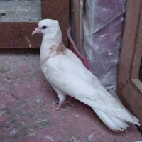 کفتر طوقی