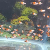 ماهی پلاتی میکی موس آکواریوم|ماهی|ملایر, |دیوار