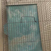قفس پرنده