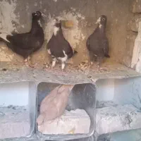 چهارعددپلنگ شکارن برافروش