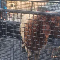 گوسفند زنده شبانه روزی با قصاب|حیوانات مزرعه|کرج, عظیمیه|دیوار