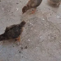 جوجه محلی اصل