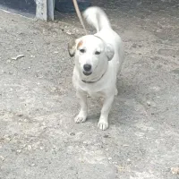 سگ واگذاری رایگان