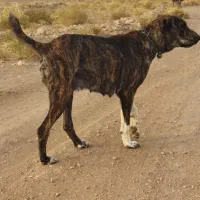 سگ ماده گمشده