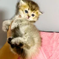 بریتیش چینچیلا بلک گلدن