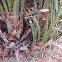 پاجوش مجول مراکشی|گل و گیاه طبیعی|خورموج, |دیوار