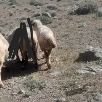 میش|حیوانات مزرعه|سمیرم, |دیوار