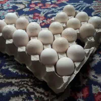 تخم نطفه دار بوقلمون نژاد برنز آمریکایی