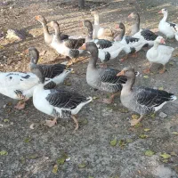 غاز طبیعی بزرگ شده در طبیعت