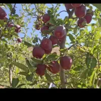 به نیروی کارگرسیب چیدن نیاز دارم روزان تسویه میکنم|استخدام صنعتی، فنی، مهندسی|بروجرد, |دیوار