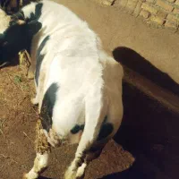 گوساله  ماده گوشتی