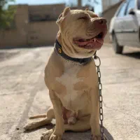 سگ گمشده|سگ|کرمانشاه, |دیوار