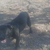 پاکوتاه نر و ماده|سگ|نیشابور, فخریه|دیوار