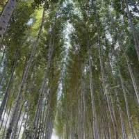 نهال های ویژه مناطق سردسیر و گرمسیر