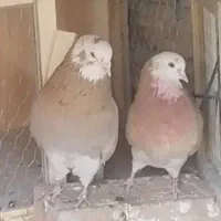 کبوتر ارزنده پرشی