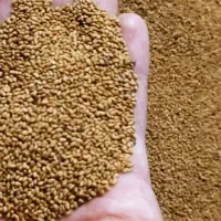 بذر یونجه قره یونجه (تپه رش)