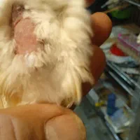 قناری ماده موزائیکی|پرنده|ری, علایین|دیوار