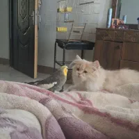 گربه پرشین واگذاری