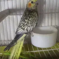 عروس هلندی مینیاتوری نر ۴ ماهه آواز خوان