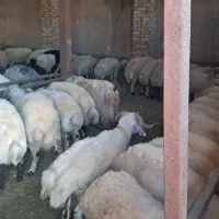 نیروی کار برای کار در دامداری