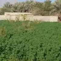 بذر یونجه تضمینی