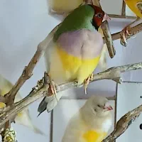 فنچ|پرنده|شیروان (خراسان), |دیوار