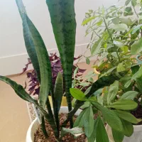 گل های طبیعی|گل و گیاه طبیعی|سردشت, |دیوار