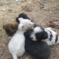 سگ پاکوتاه|سگ|تهران, شمشیری|دیوار