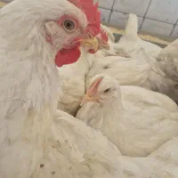 فروش مرغ زنده ،آقای آزادی