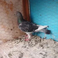 ابلق ماده.زرهی ماده