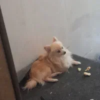 سگ گمشده پامر