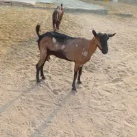 کهره|حیوانات مزرعه|قشم, |دیوار