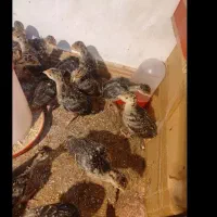 جوجه بوقلمون