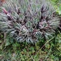 انواع گلهای طبیعی|گل و گیاه طبیعی|ماسال, |دیوار