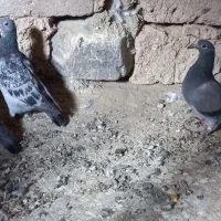 جوجه  پلاکی