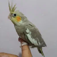 طوطی برزیلی دستی|پرنده|ساوه, |دیوار
