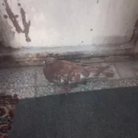 کبوتر