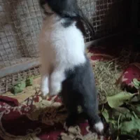 فروش خرگوشی خیلی خوشگل و باهوش|موش و خرگوش|یاسوج, |دیوار