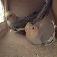 یک جفت عروس هلندی سالم|پرنده|فردیس, فرامرزیه|دیوار