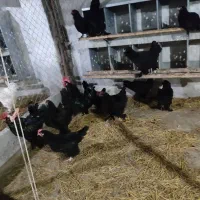 فروش جوجه و تخم نطفه دار مرندی|حیوانات مزرعه|ساری, |دیوار