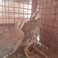 بلدرچین کوهی