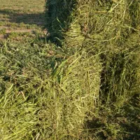 بیده خشک