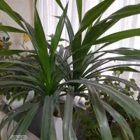 گل پاندانوس بسیار زیبا