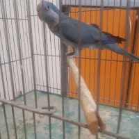 راهب نر