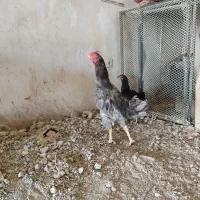 خروس لاری