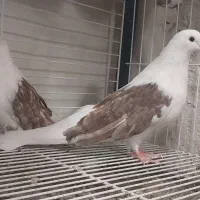 کبوتر تهرونی