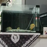 اکواریوم با ماهی و لوازم